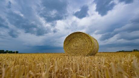 رابطة المزارعين الإيطاليين تدق ناقوس الخطر بسبب إنتهاء العمل بصفقة الحبوب