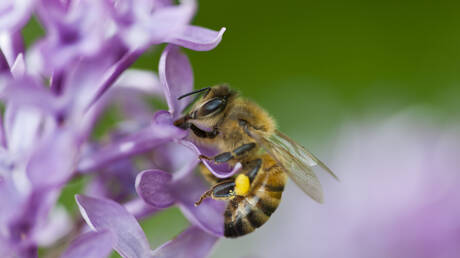 سكر طبيعي يقتل نحل العسل قد يكون سلاحا سريا ضد السرطان وينقذ حياة الملايين من البشر