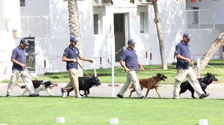 الإمارات.. كلاب خاصة للكشف عن الشرائح الإلكترونية بشرطة رأس الخيمة (صور)