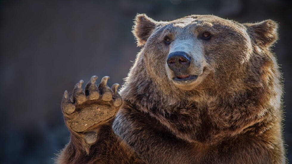 العراق.. رئيس الوزراء يأمر بفتح تحقيق عاجل في "حادثة الدب"