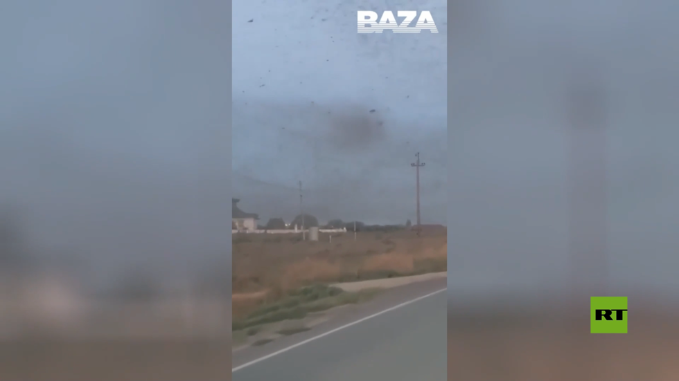 أسراب مخيفة من الجراد تغزو منطقة ليمان في مقاطعة أستراخان الروسية
