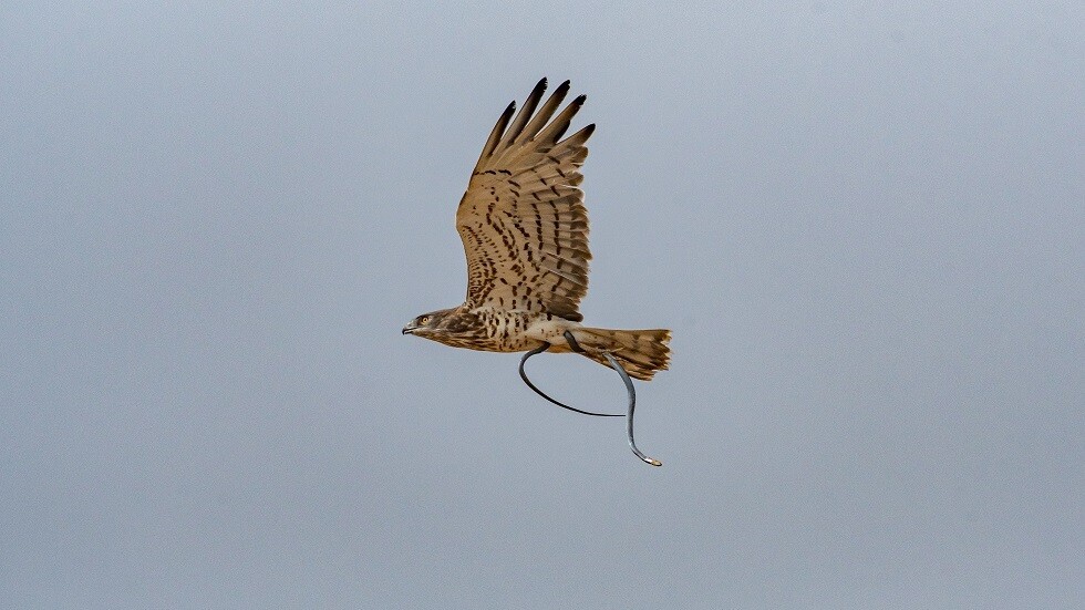 سيدة أمريكية تنجو من هجوم ثعبان بطريقة غريبة