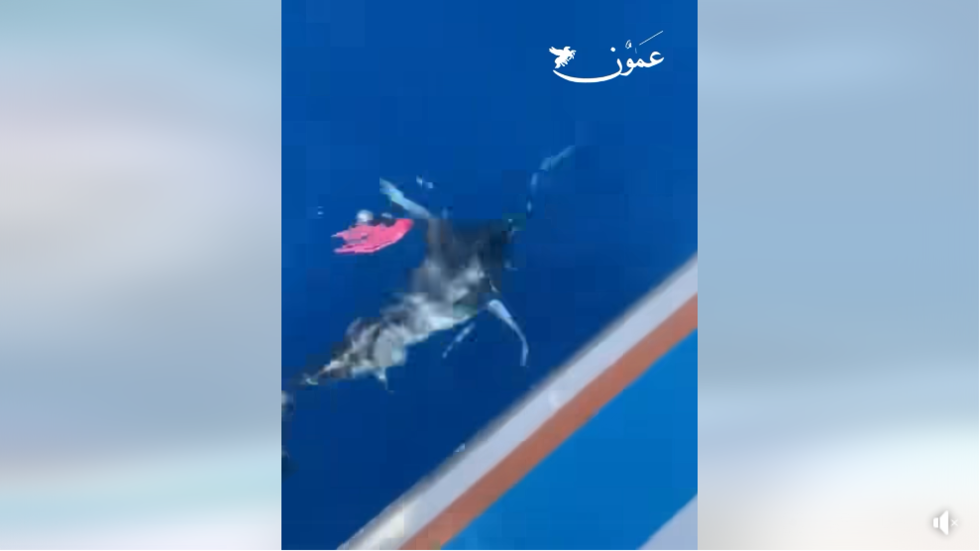 اصطياد "وحش الأعماق" في خليج العقبة