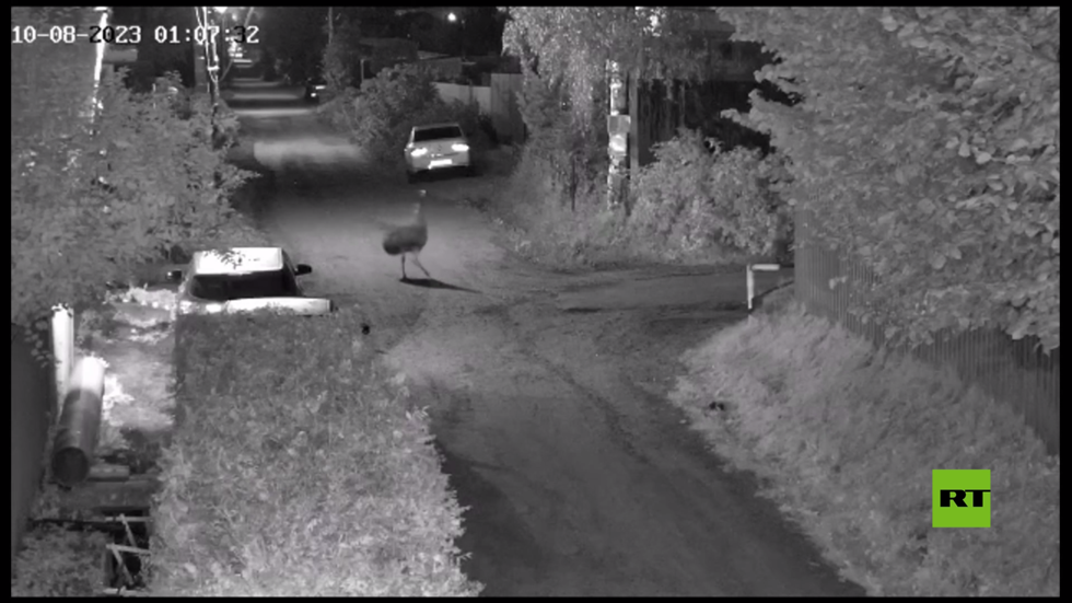 بالفيديو.. نعامة تهرب من منزل صيفي لمروضة حيوانات في مقاطعة لينينغراد