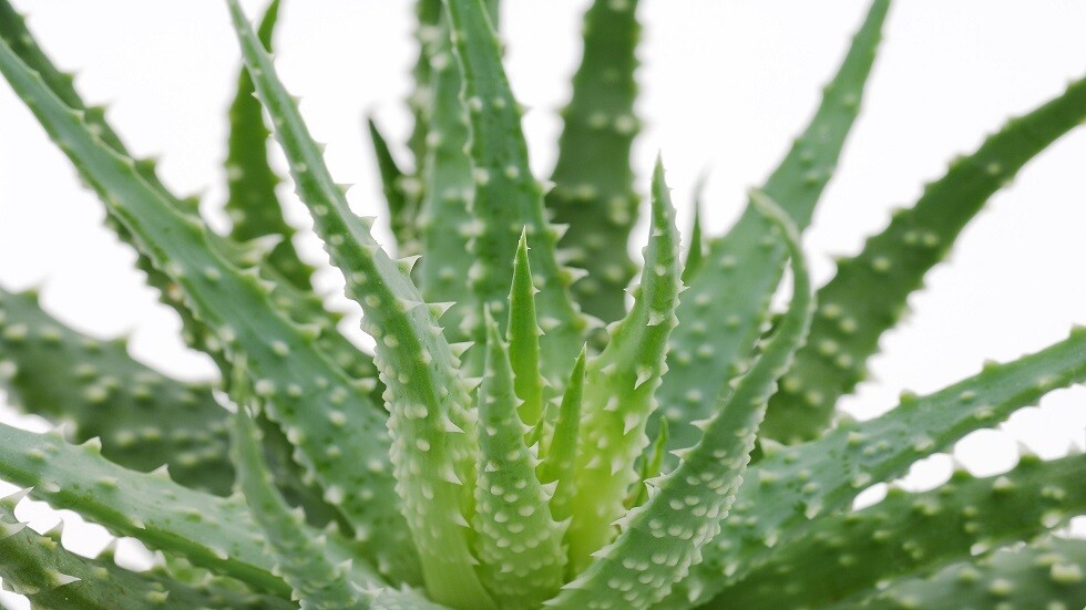 اكتشاف 6 مواد قاتلة للحشرات في أوراق وسيقان نبات الصبر