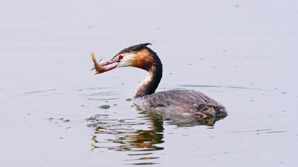 "سمكة ومجرم غير متوقع".. كشف الفاعل في حادثة انقطاع الكهرباء بولاية نيوجيرسي الأمريكية (فيديو)