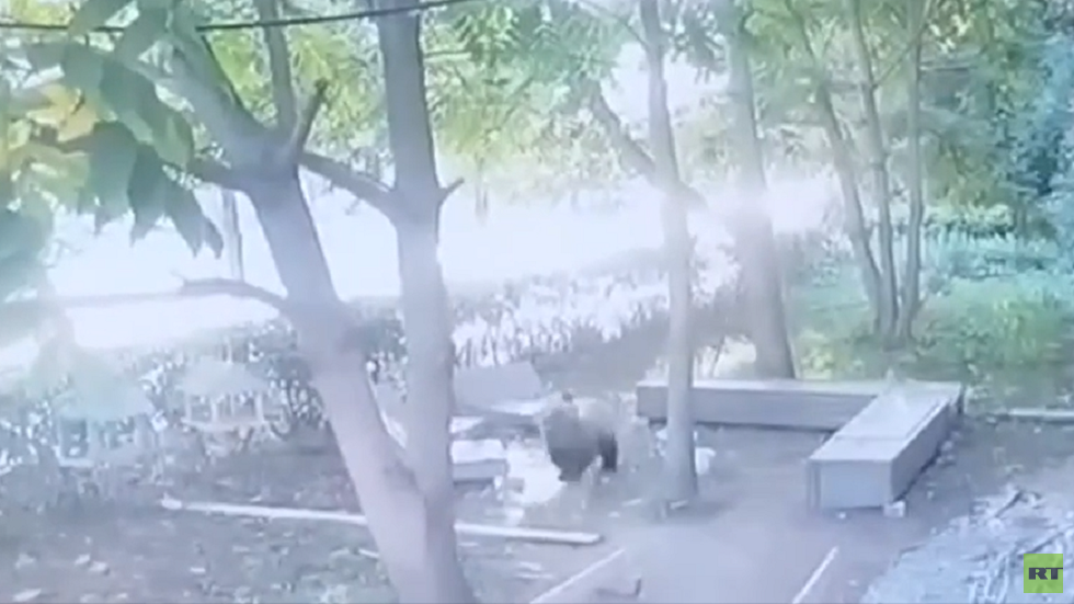 القبض على دب أرعب الناس في شوارع مدينة كاستروما الروسية (فيديو)