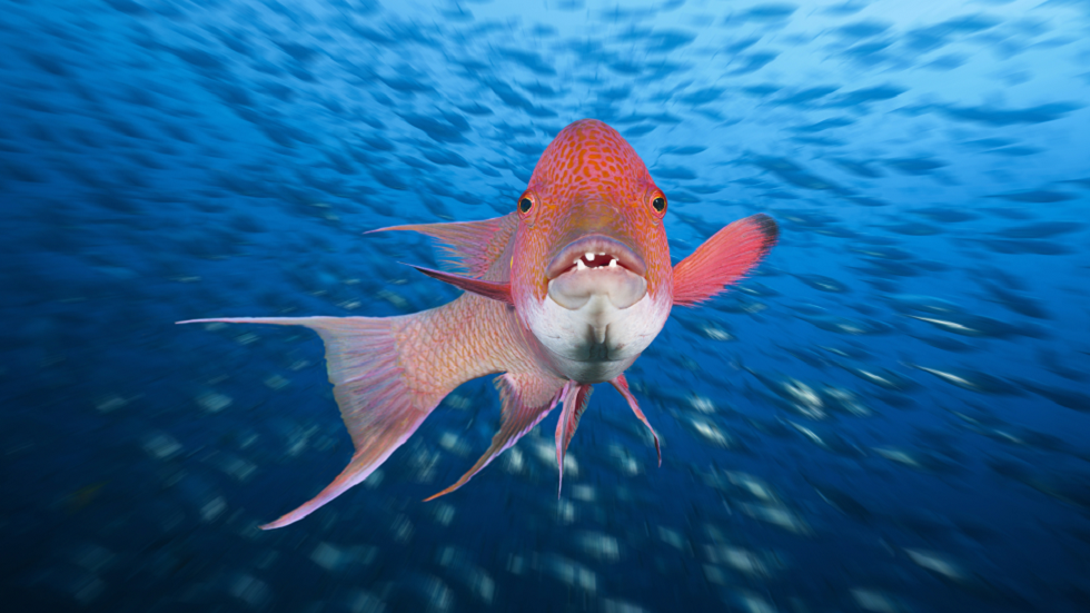 سمكة مذهلة ذات ألوان متغيرة يمكنها أن 