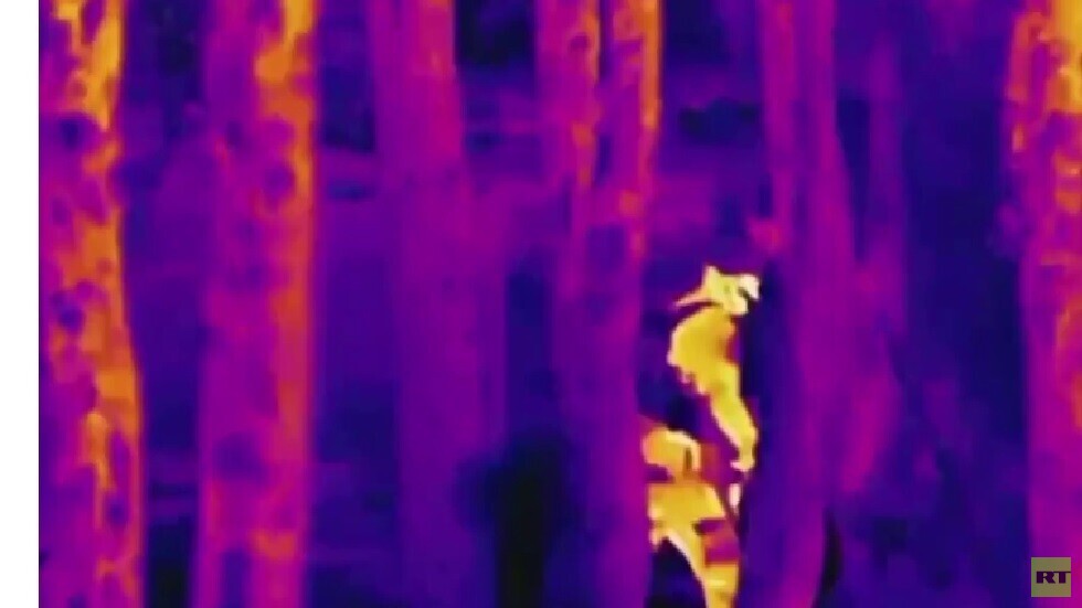 بالفيديو.. القوات الخاصة الروسية تنفذ عملية تسلل خلف خطوط العدو