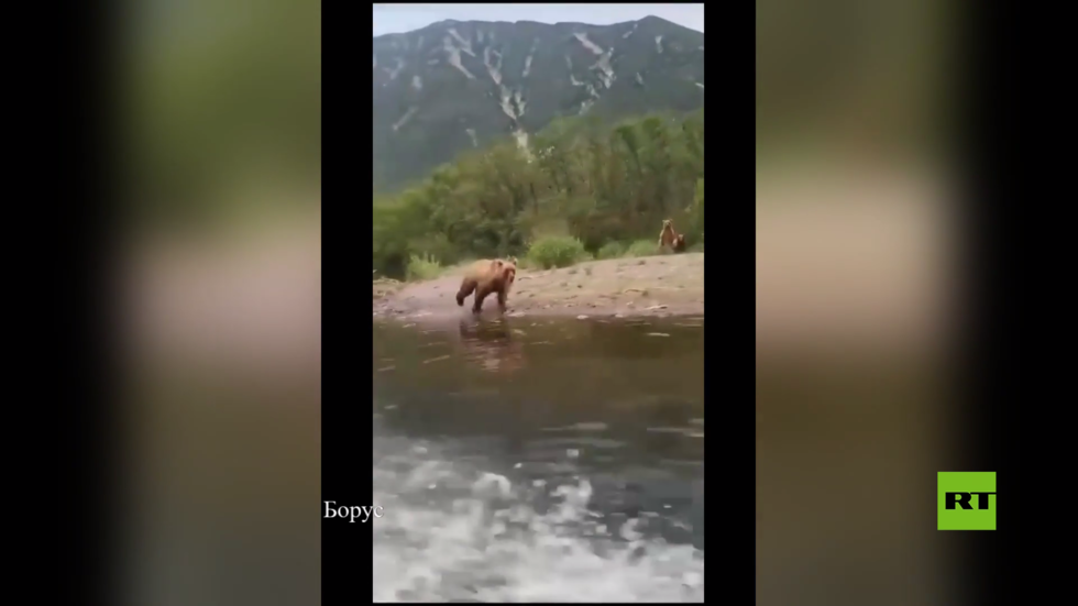 لقطات نادرة من أقصى شرق روسيا.. أنثى دب تطارد زورقا على متنه سياح