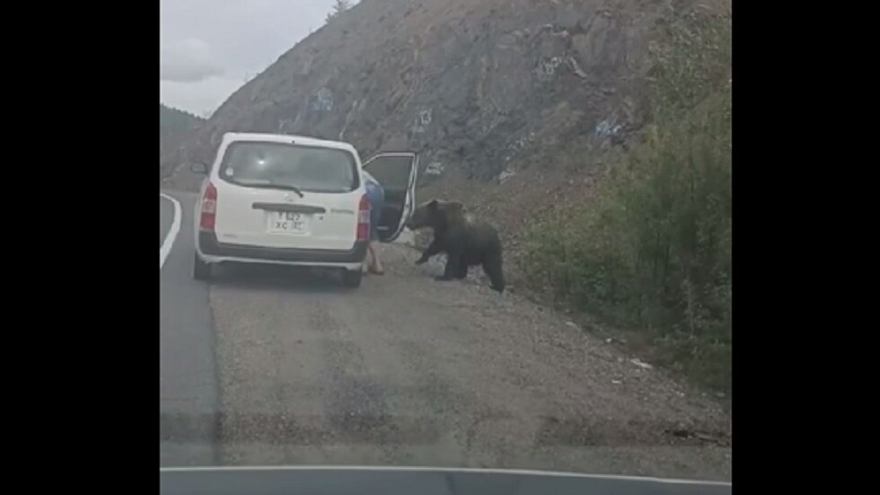 بالفيديو من روسيا.. رجل ذو أعصاب فولاذية يقرر إطعام دب بري