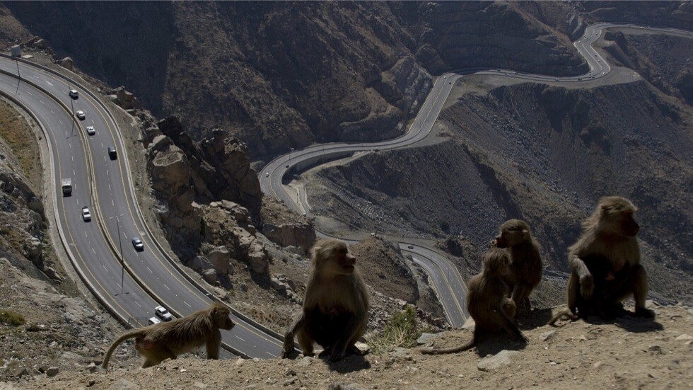 السعودية.. قرود البابون تتلف أشجار البن في مزرعة بفيفاء (صور)