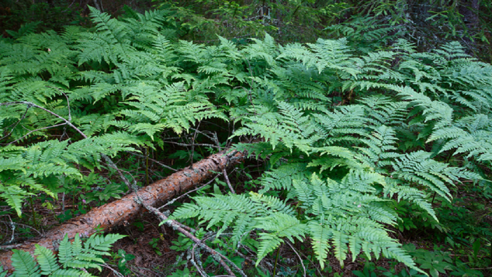 العثور على مستحاثات متحجرة من العصر الجوراسي في شرق سيبيريا