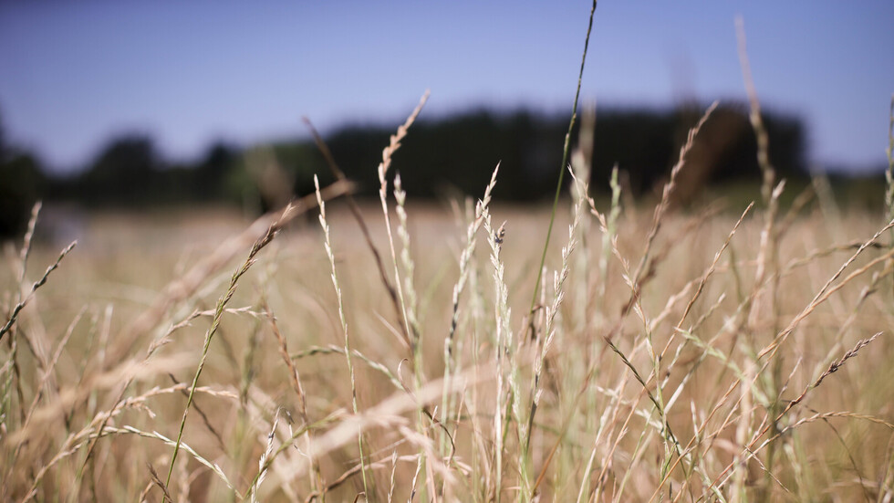 بيسكوف: مناقشات 