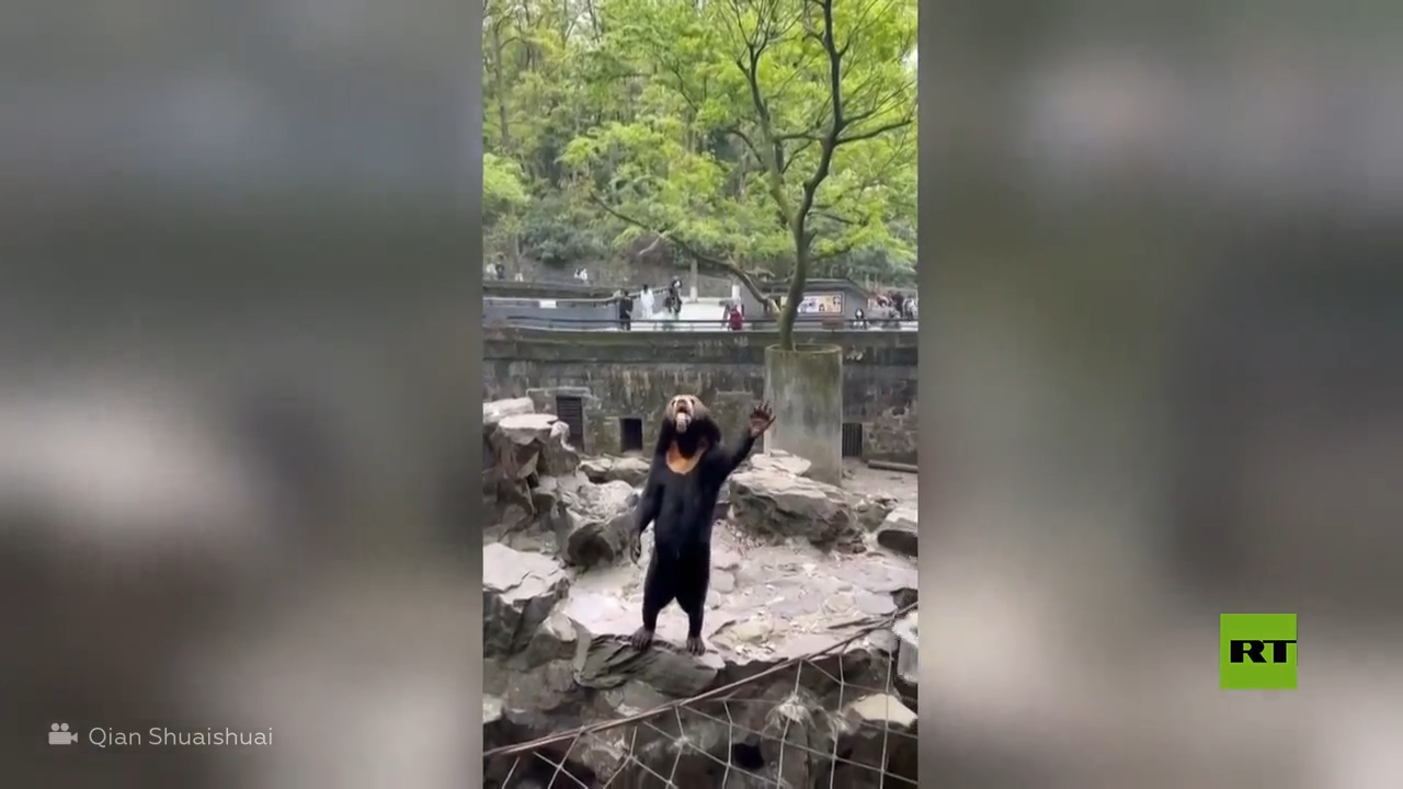 مشاهد جديدة لدببة نادرة في حديقة حيوانات صينية تثير جدلا واسعا حول حقيقيتها