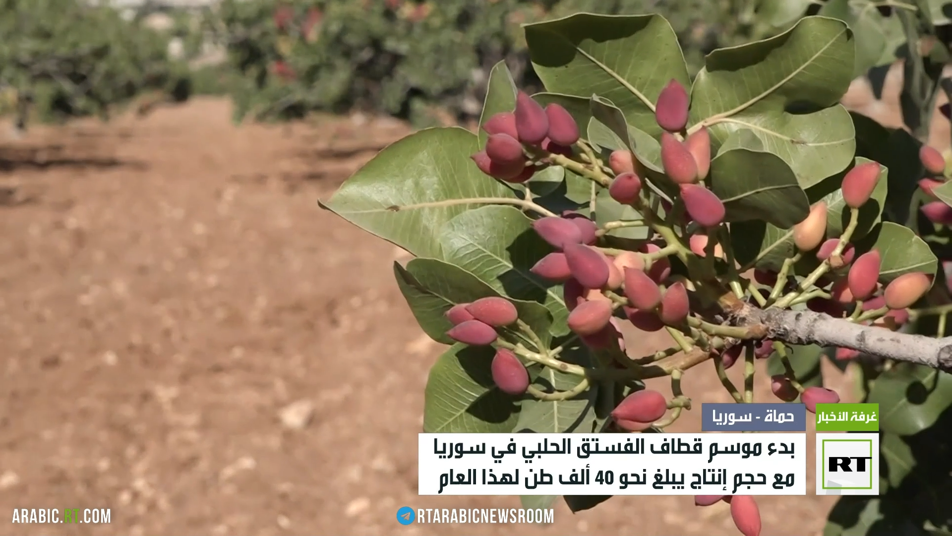 بدء موسم قطاف الفستق الحلبي في المدن السورية
