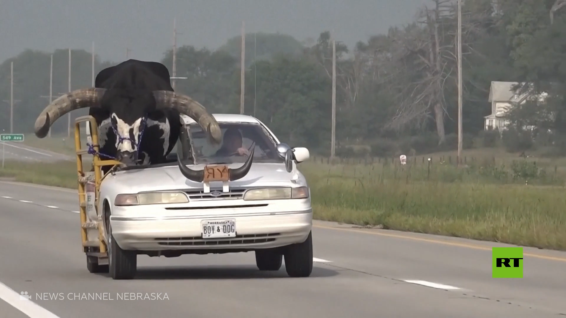 رصد ثور عملاق يجلس في سيارة تسير بأحد الطرق الأمريكية