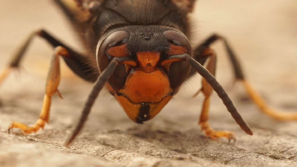 دراسة تحذر من أنواع غريبة من الدبابير الغازية تنتشر خارج نطاق السيطرة!