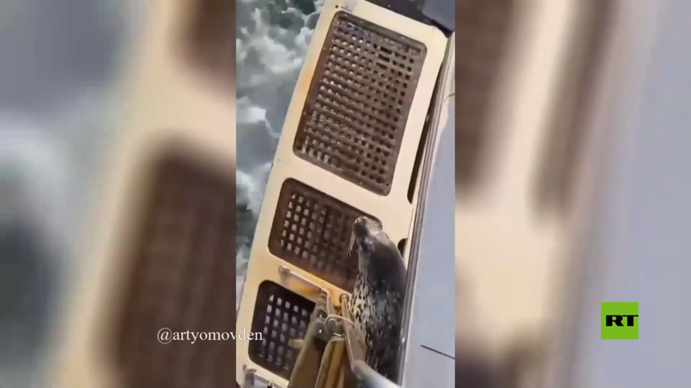 بالفيديو.. فقمة تقفز إلى زورق هاربة من الحيتان القاتلة في مياه المحيط قرب كامتشاتكا