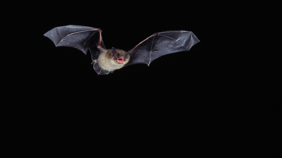 الكشف عما يجعل الخفافيش حاضنة مثالية للفيروسات!