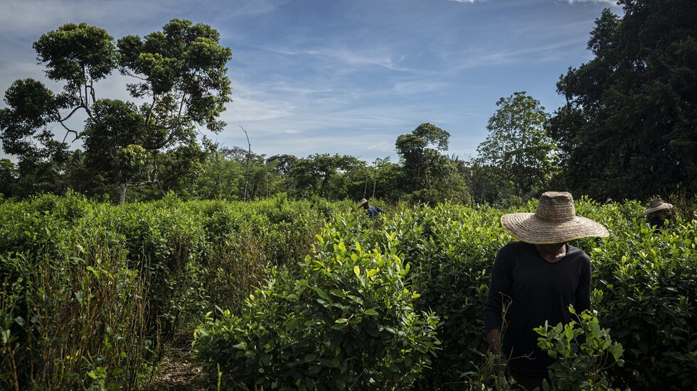 تقرير أممي: كولومبيا تحقق رقما قياسيا جديدا في إنتاج الكوكايين