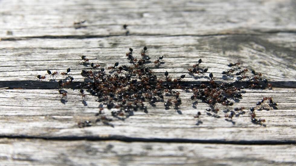 تحذير أوروبا من "غزو" مدمر