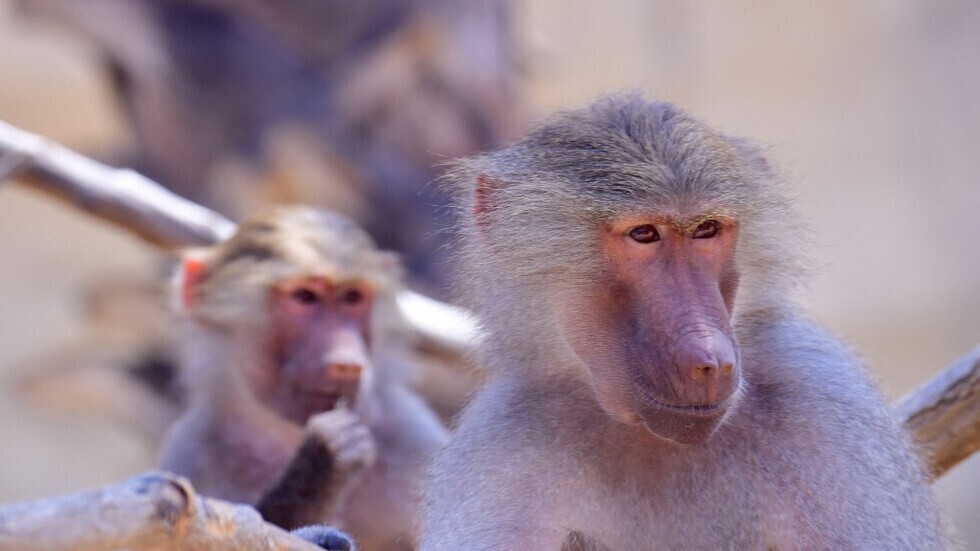 عدد هائل من قردة "البابون" تتجول في إحدى المناطق الجنوبية بالسعودية (فيديو)