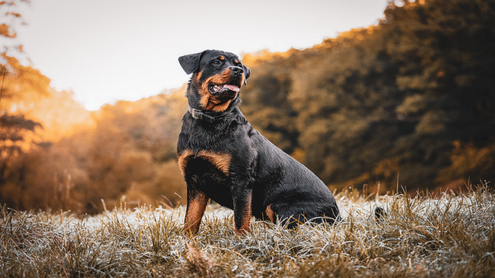 العلماء بصدد استخدام "أطراف بشرية" مبتورة في تجارب على الكلاب البوليسية!