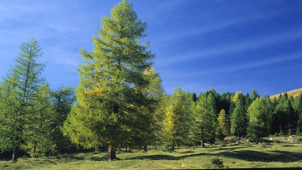 علماء روس يكتشفون وسيلة مضادة للأمراض الجائحة مثل "كوفيد-19"