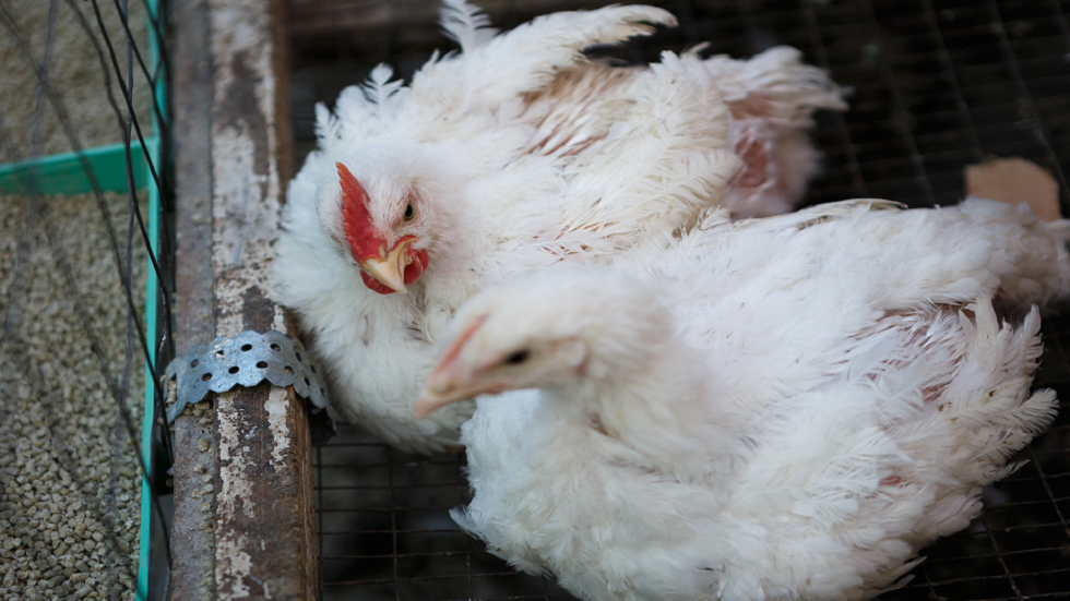 العلماء يحلّون لغز "نقنقة الدجاج"!