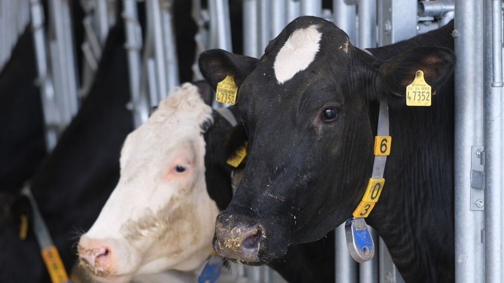 الجزائر تعلن إيقاف استيراد العجول والأبقار من فرنسا بسبب "النزفية الوبائية"