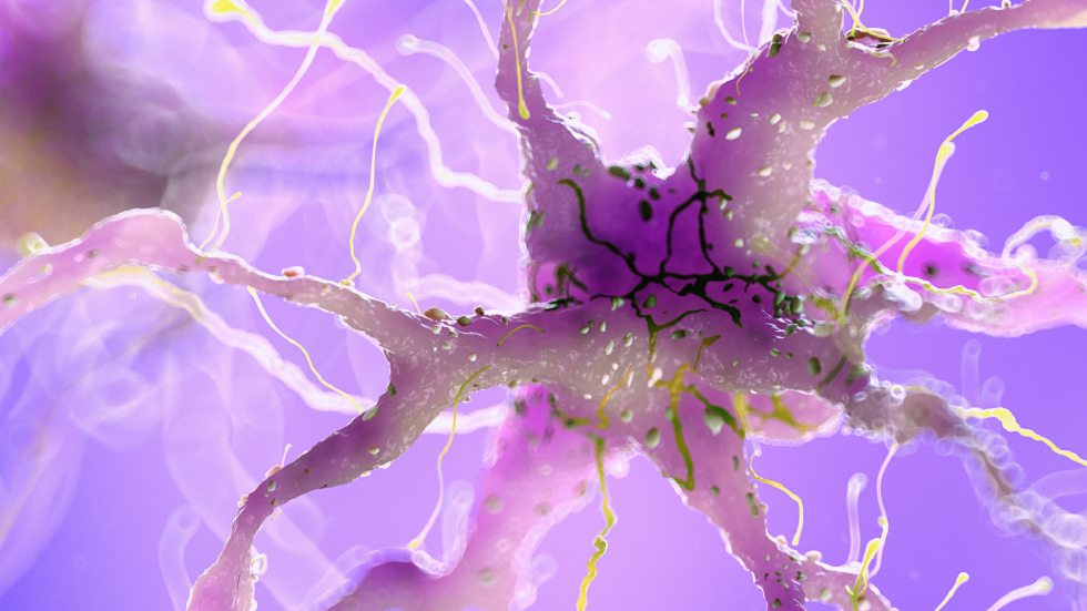 دراسة كبيرة تحدد بكتيريا أمعاء "مرتبطة" بمرض ألزهايمر!