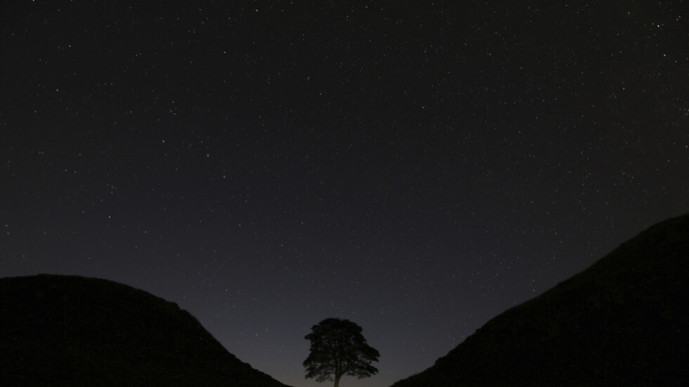 اعتقال فتى بريطاني قطع شجرة معمرة ظهرت في فيلم روبن هود (صور)