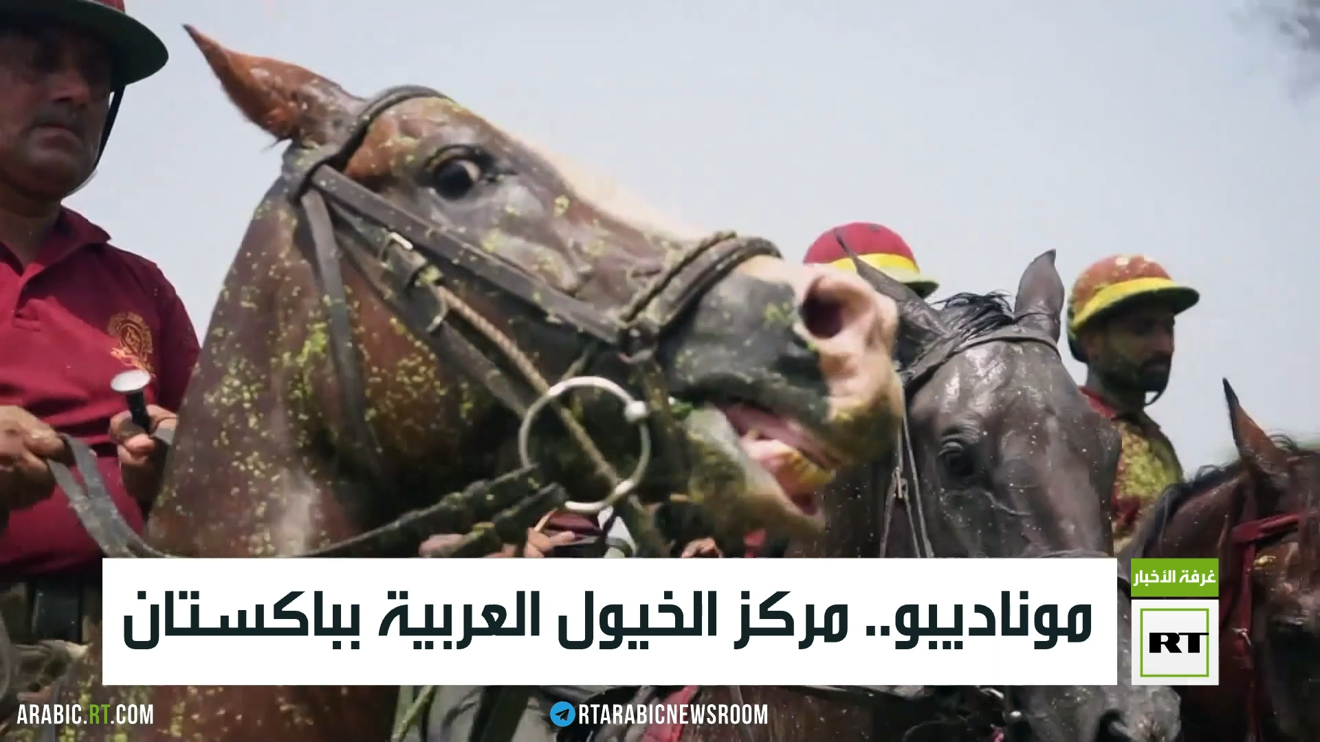موناديبو.. مركز الخيول العربية بباكستان