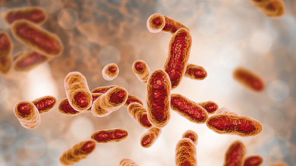 دراسة: بكتيريا الأمعاء قد تكون مفتاح مكافحة أحد أكثر أشكال السرطان فتكا