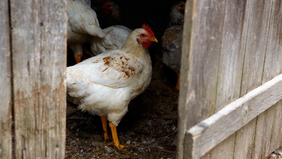 وسائل إعلام: المزارعون الفرنسيون يشتكون من الدجاج الأوكراني