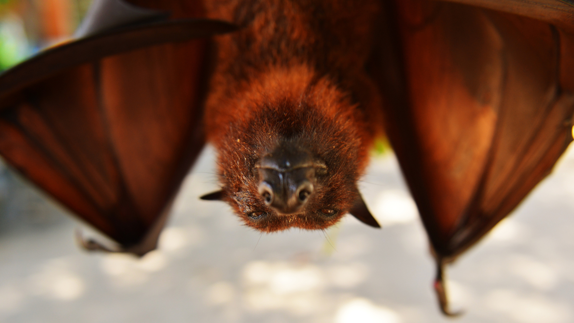 الخفافيش قد تحمل أدلة حيوية تفيد في التغلب على السرطان