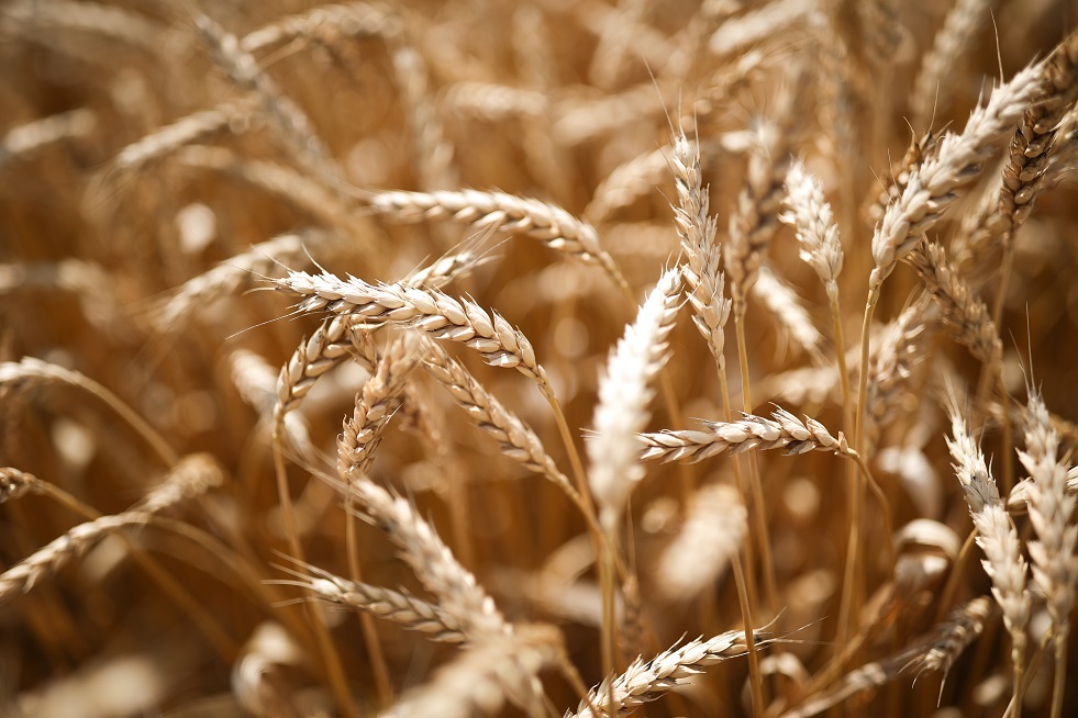 بلومبرغ: الحصاد القياسي هذا الموسم عزز ريادة روسيا في سوق القمح العالمية