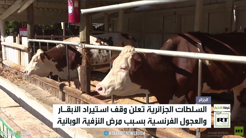 الجزائر توقف استيراد الأبقار من فرنسا