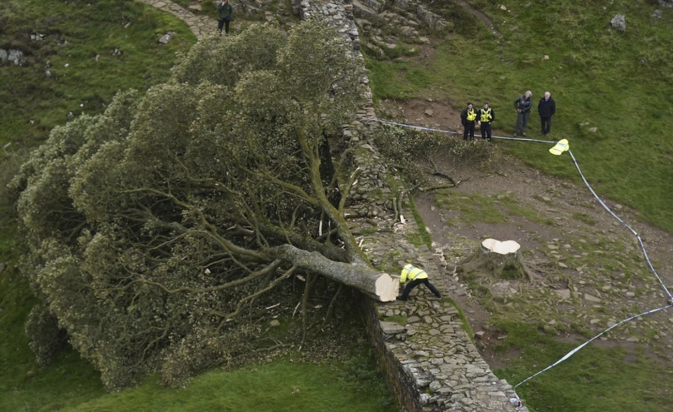 اعتقال فتى بريطاني قطع شجرة معمرة ظهرت في فيلم روبن هود (صور)