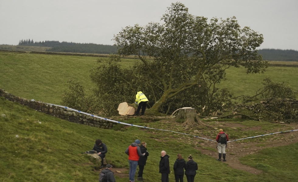 اعتقال فتى بريطاني قطع شجرة معمرة ظهرت في فيلم روبن هود (صور)