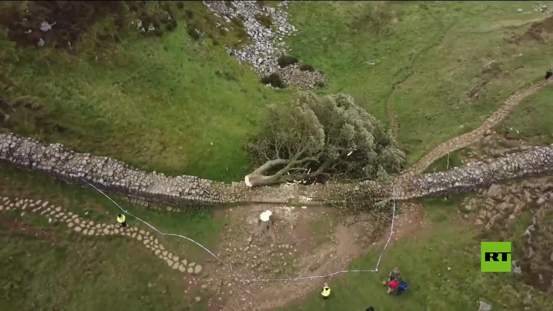 قطع شجرة تاريخية في بريطانيا اشتهرت في أفلام هوليود