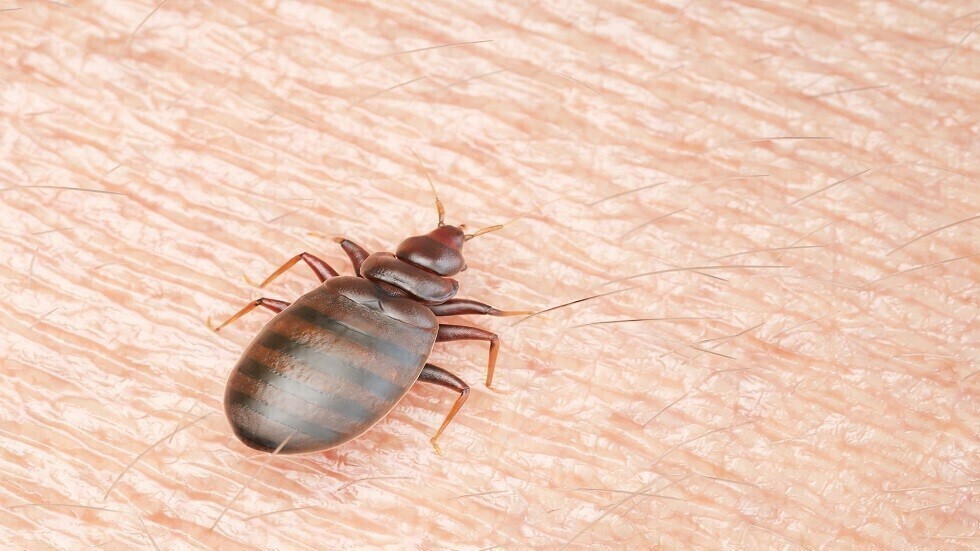 تونس.. ديوان المعابر الحدودية يدعو إلى اتخاذ مجموعة من التدابير الوقائية تفاديا لانتشار "بق الفراش"