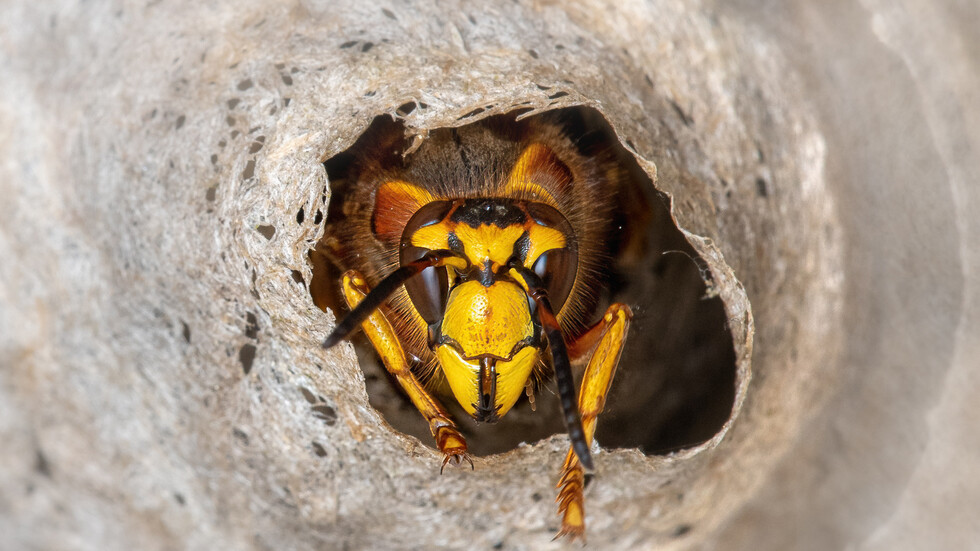 اكتشاف دبور مرعب "مصاص للدماء" في منطقة الأمازون