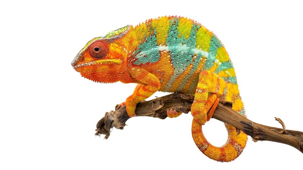 شاهد.. شركة أمريكية تعرض فستانا متقلب الألوان كالحرباء!