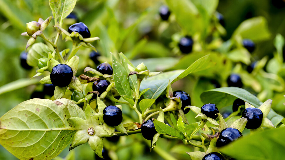 4 نباتات خطيرة تنتج "سموما" قاتلة للبشر والحيوانات!