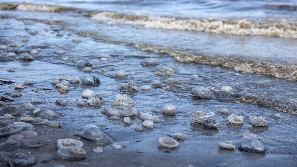 لماذا قلّت الأسماك وازدادت أعداد القناديل في بحر آزوف؟