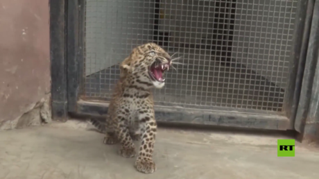 بالفيديو.. حديقة حيوانات ليما تعرض لأول مرة للزوار اثنين من جراء الفهد