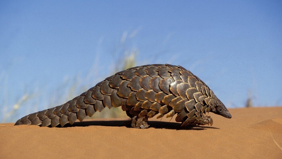 آكل النمل الحرشفي يشعل فتيل أزمة جديدة بين الصين والولايات المتحدة