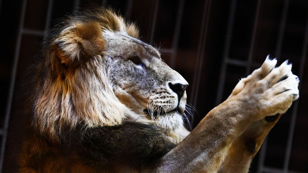 القبض على أسد هرب من السيرك في ضواحي روما (فيديو)